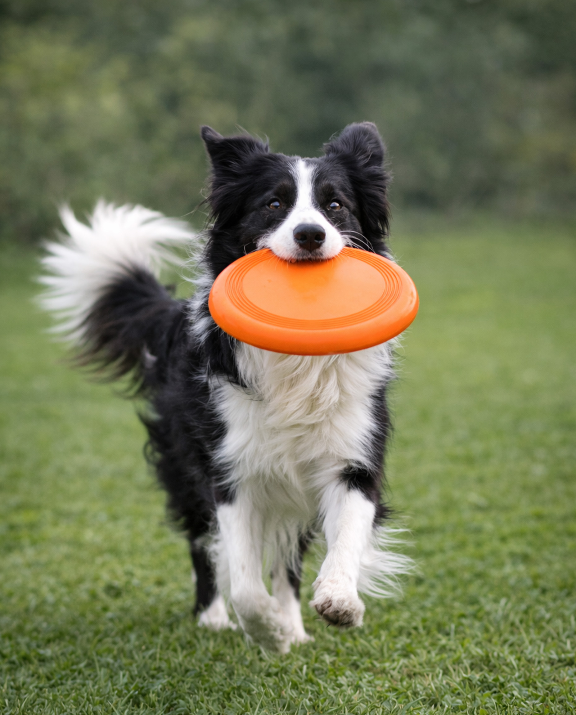 MV01 - Frisbee - Imagen 2